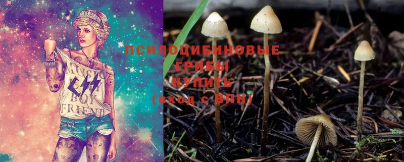 Галлюциногенные грибы Cubensis  цены наркотик  Ивангород 